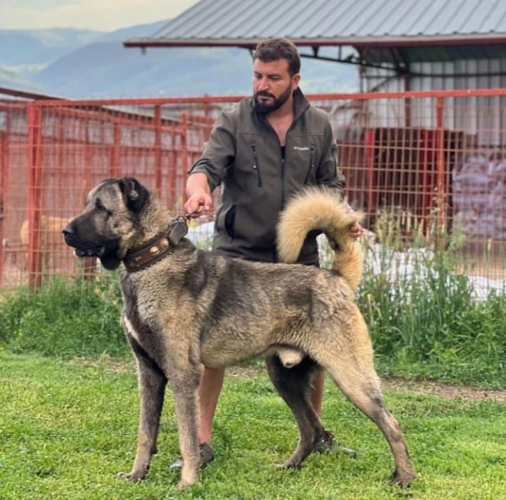 Bu Kangallar  Sivas'a Rakip Oldu