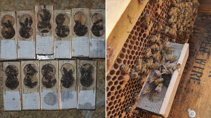TİKA'dan, Fırat Kalkanı Harekatı Bölgesindeki Arıcılara Destek