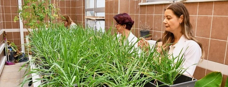 Tarımda Verimi Artıracak Gübre Geliştirildi 