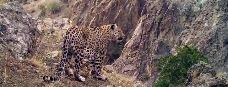 Anadolu Leoparı İzlenmeye Devam Ediyor 