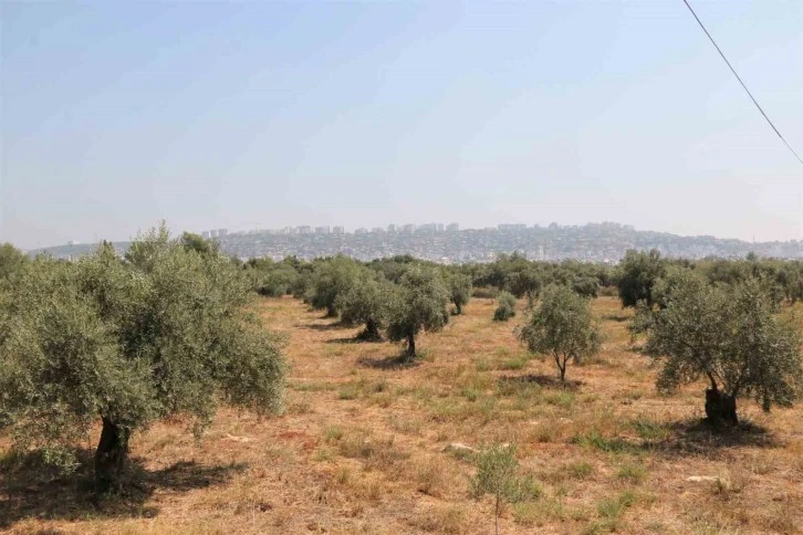 Çöl Sıcakları Zeytin Hasadını Vurdu
