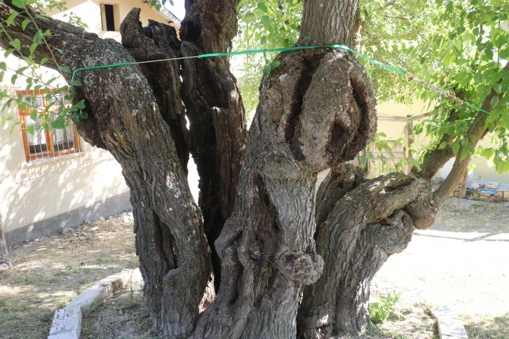 Hayata Yeniden 'Dut'undu