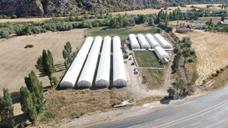 Yetişmez Dediler, 100 Ton Verim Aldı