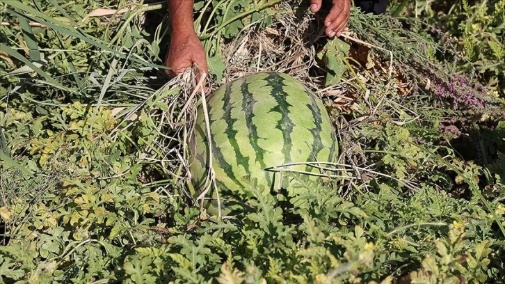 Sıcak Hava Karpuzu Etkiliyor