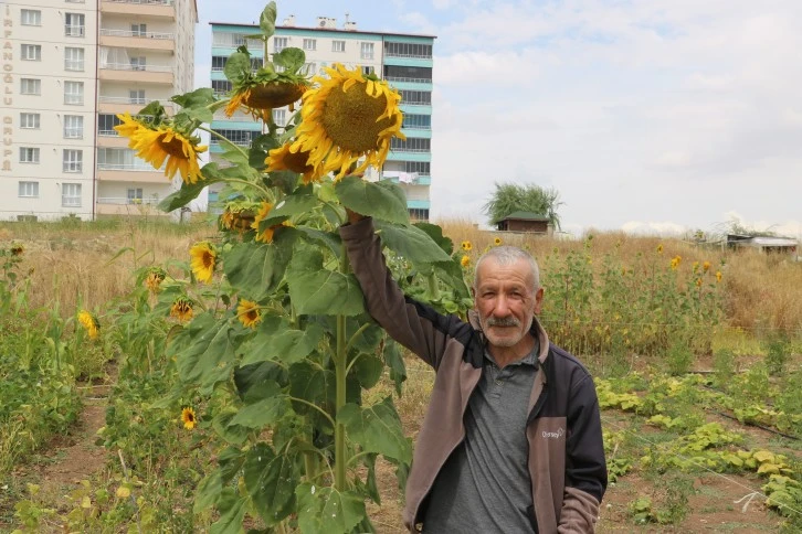 Sivaslı Emekli Öğretmenden İsrail Vetosu!  Bedava Dağıtıyor!
