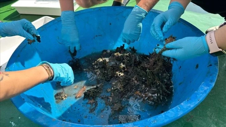 Dip Çamuru Temizliğiyle Biyoçeşitlilik Artacak