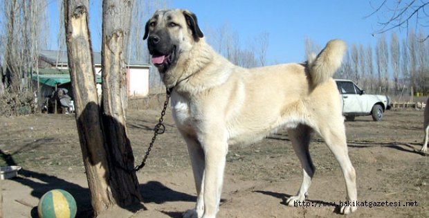 Kangal Sahibi Olmak Kolay Değil