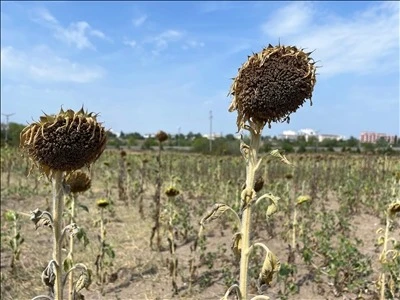 Aşırı Sıcaklıklar Ayçiçeğinde Verimi Düşürüyor, Yağ Kaybına Neden Oluyor 