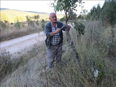  Köy Yolundaki Ağaçları Gönüllü Aşılıyor