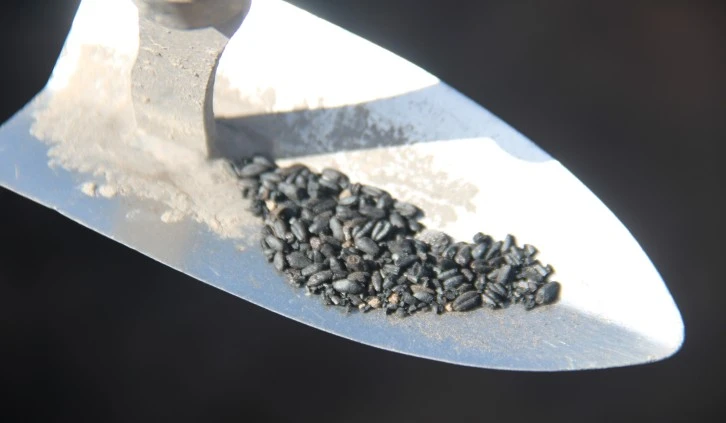 6 Bin Yıllık Buğday Taneleri Bulundu 