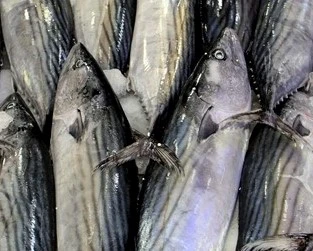 İklim Değişikliği Balıkları da Olumsuz Etkiledi