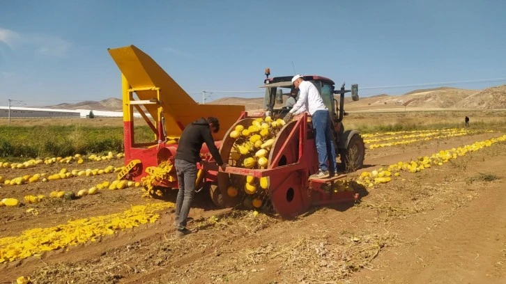 Sivaslı Kadın Girişimci 120 Dönümlük Araziden 15 Ton Ürün Elde Etti 