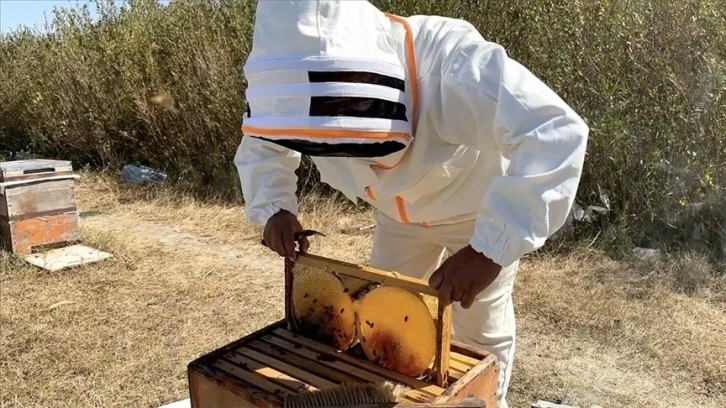 Türkiye Arıcılık Haritası Güncellendi, Bakın Sivas Kaçıncı Sırada?