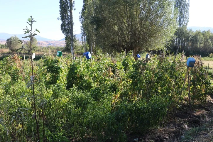 Sivaslı Köylülerin Korkulu Rüyası Oldu, Tarlalarına Bile Gidemiyorlar! 