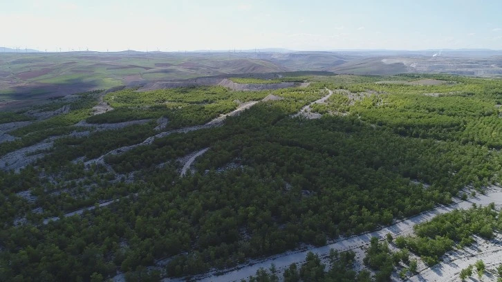 Sivas'ta Başlayan Kampanyayla 1.5 Milyon Fidan Dikildi 