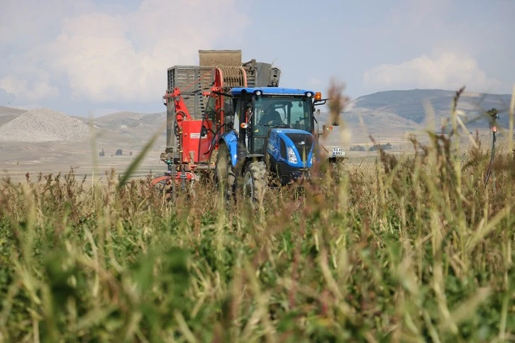 Sivaslı Çiftçiler Binlerce Lira  Zararda, Devletten Yardım Bekliyorlar!