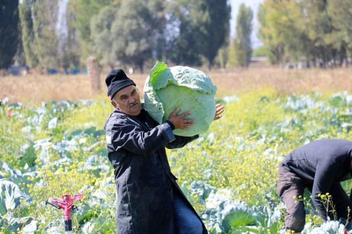 Sivas'taki Bu Lahanaların Ağırlığı 40 Kilo! 