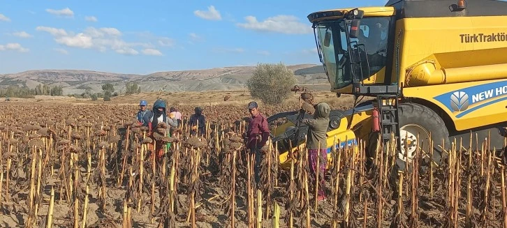 Sivas'ta Ayçiçeği Hasadı Başladı 