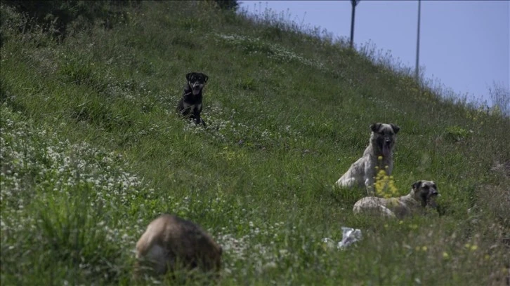 Vatandaşlardan TBMM'ye Başıboş Köpek İsyanı!