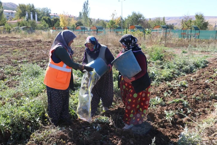 Sivas'ta Hasadı Başladı, Patatese Göre 10 Kat Besleyici 