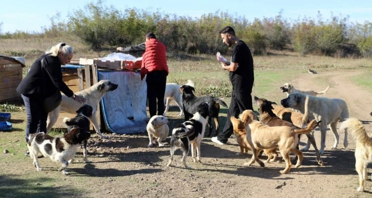 'Daha Sonra Alacağız' Diyerek 80 Köpeği Boş Araziye Bıraktılar