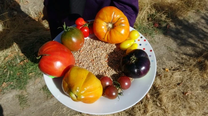 Sağlıklı Nesiller için Ata Tohumu Üretiyor 