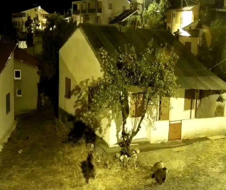 Sivas'ta Aç Kalan Ayılar  Köye İndi 