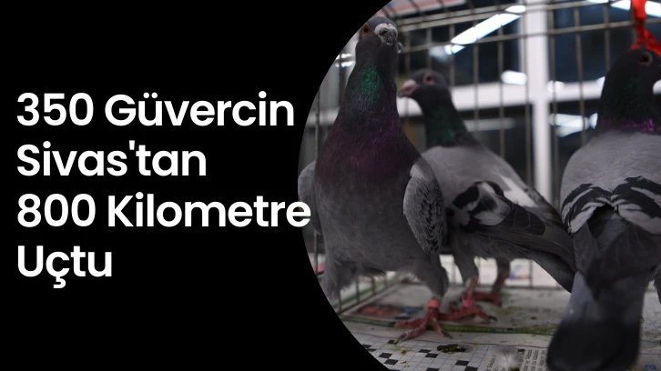 350 Güvercin Sivas'tan 800 Kilometre Uçtu 