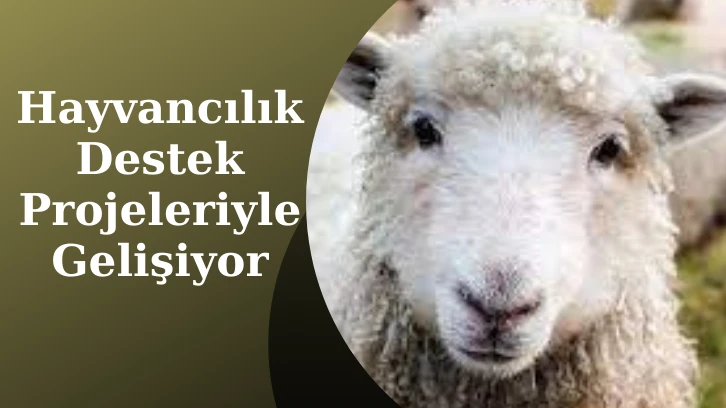 Hayvancılık Destek Projeleriyle Gelişiyor