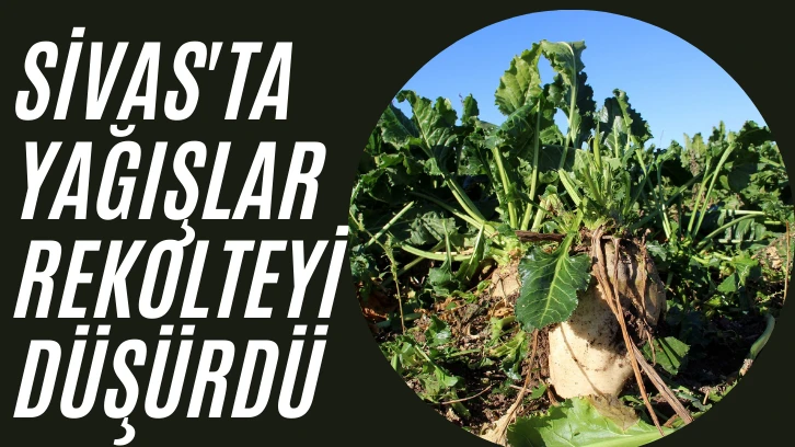 Sivas'ta Yağışlar Rekolteyi Düşürdü 