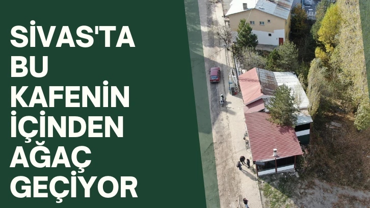 Sivas'ta Bu Kafenin İçinden Ağaç Geçiyor 
