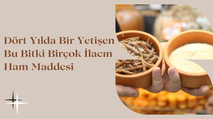 Dört Yılda Bir Yetişen Bu Bitki Birçok İlacın Ham Maddesi