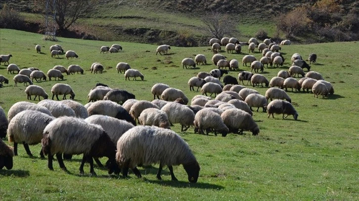 Hayvancılık Destekleri Artırıldı