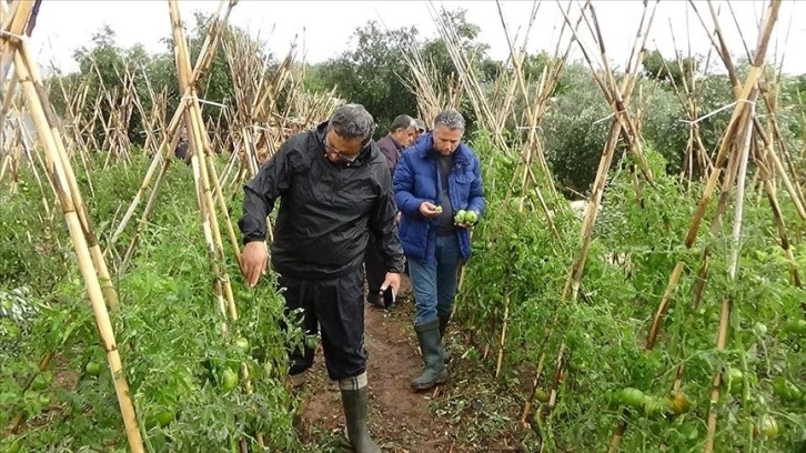  Dolu, Tarım Ürünlerine Zarar Verdi