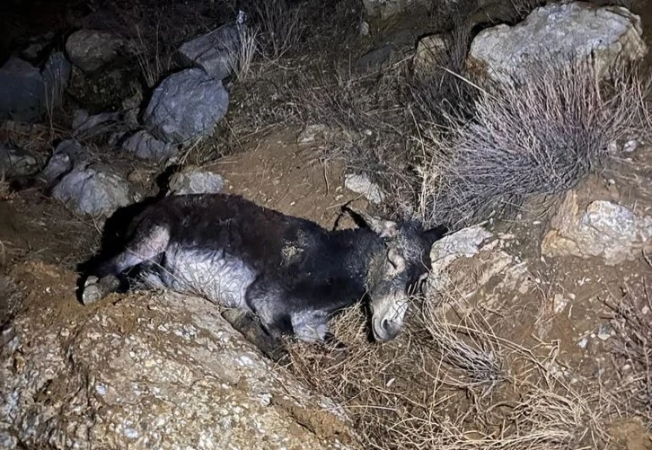 Kayalıklardan Düşen Yaralı Eşeği AFAD Kurtardı 