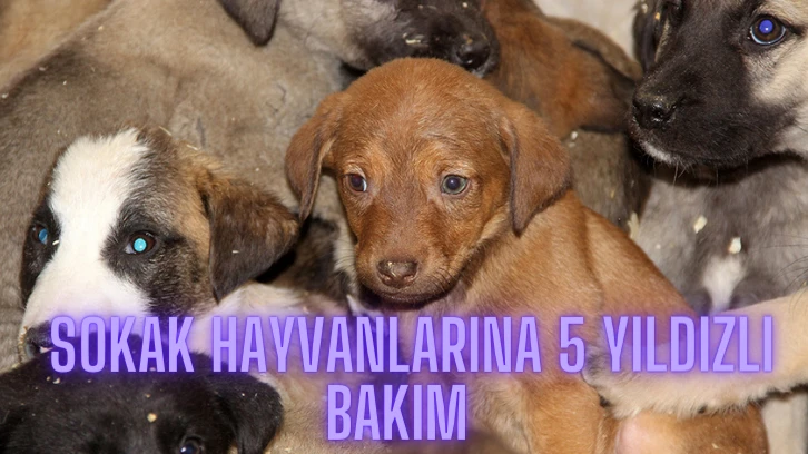  Sokak Hayvanlarına 5 Yıldızlı Bakım 