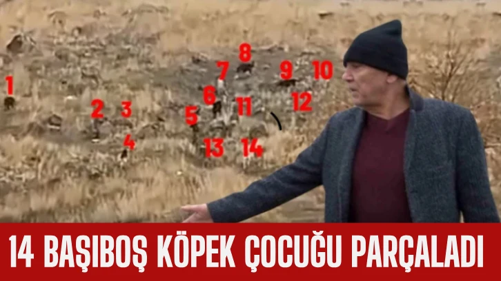  14 Başıboş Köpek Çocuğu Parçaladı 