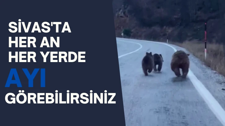 Sivas'ta Her An Her Yerde Ayı Görebilirsiniz 