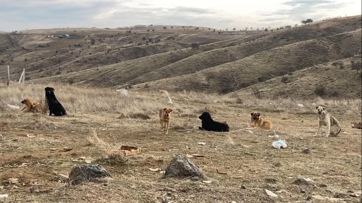 Başkent'te Başıboş Köpek Sürüleri!
