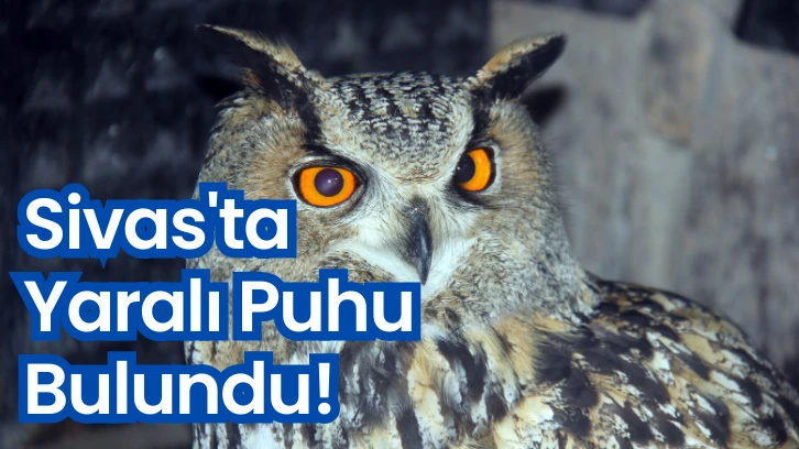 Sivas'ta Yaralı Puhu Bulundu! 