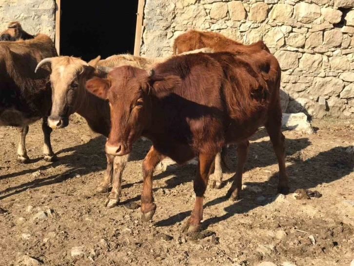 Yerli Irk Destekle Koruma Altına Alınıyor