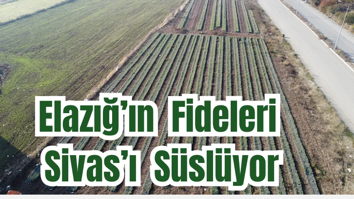 Elazığ’ın Fideleri Sivas’ı Süslüyor