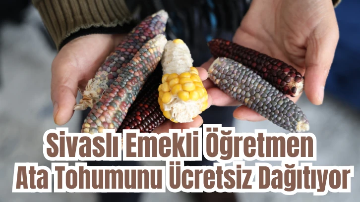 Sivaslı Emekli Öğretmen Ata Tohumunu Ücretsiz Dağıtıyor 