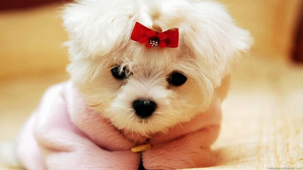 Rüyada Köpek Görmek Ne Anlama Gelir? 