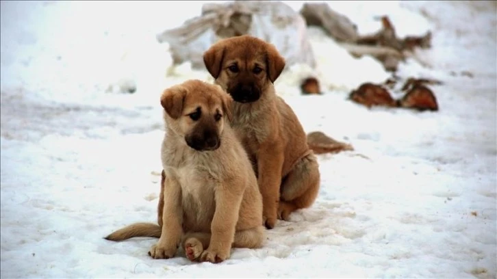 Sahipsiz Köpekler İçin 'Barınakla Çözüm' Önerisi 