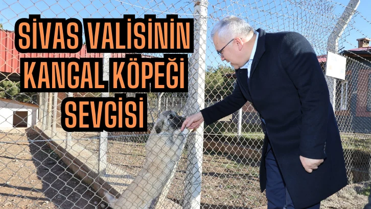 Sivas Valisinin Kangal Köpeği Sevgisi