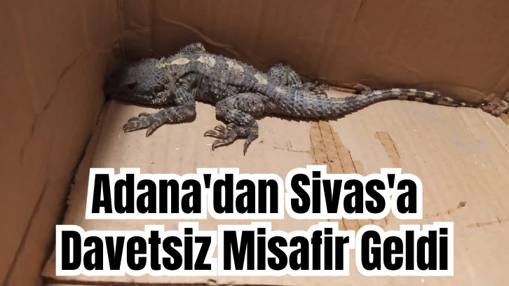 Adana'dan Sivas'a Davetsiz Misafir Geldi 