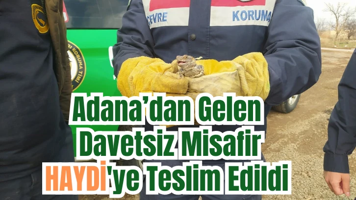 Adana’dan Gelen Davetsiz Misafir HAYDİ'ye Teslim Edildi 
