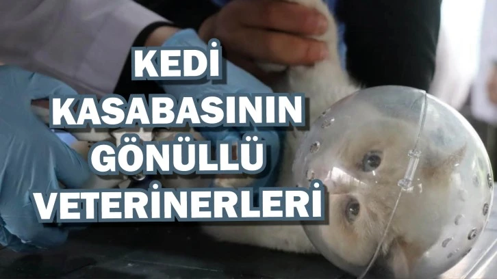 Kedi Kasabasının Gönüllü Veterinerleri