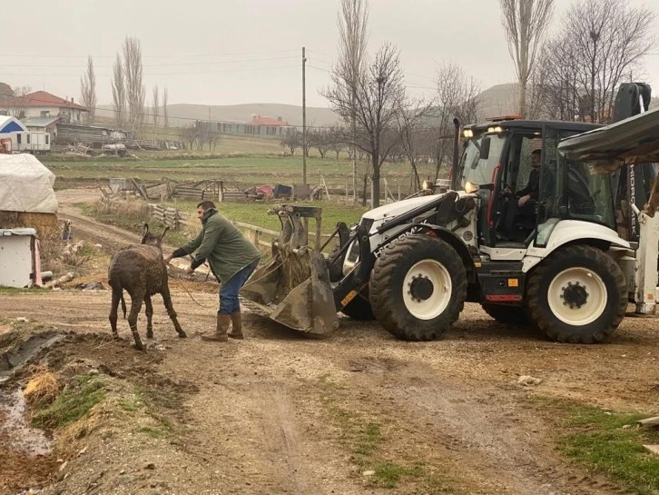 Bataklığa Saplanan Eşek Kepçeyle Kurtarıldı